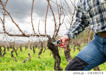 Farmer pruning the vine in winter. Agriculture. Farmer pruning the vine in winter. Agriculture. 136390719