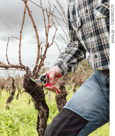 Farmer pruning the vine in winter. Agriculture. Farmer pruning the vine in winter. Agriculture. 136390720
