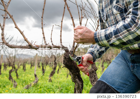 Farmer pruning the vine in winter. Agriculture. Farmer pruning the vine in winter. Agriculture. 136390723