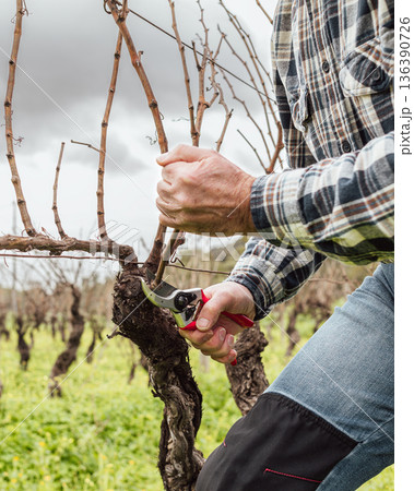 Farmer pruning the vine in winter. Agriculture. Farmer pruning the vine in winter. Agriculture. 136390726