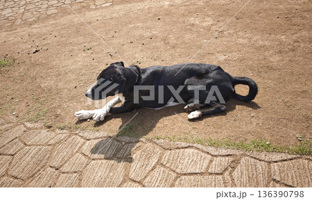 Sheepdog Lying While Watching Sheep Herd Grazing in the Mountain Pasture.  136390798