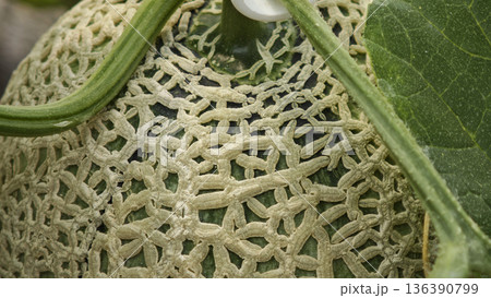 Close up Green cantaloupe melon plants are growing in the greenhouse Close up Green cantaloupe melon plants are growing in the greenhouse 136390799