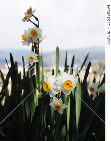 木洩れ日を浴びた白い水仙の花（木枯らしの吹く日の香長平野のフサザキスイセン） 136390894