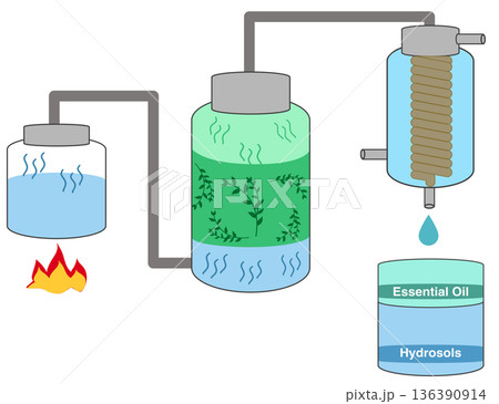 Steam Distillation Process - Essential Oil Extraction Diagram 136390914