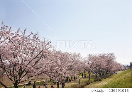 開の桜並木は何処までも続く。春のひと時を楽しく過ごす 136391018
