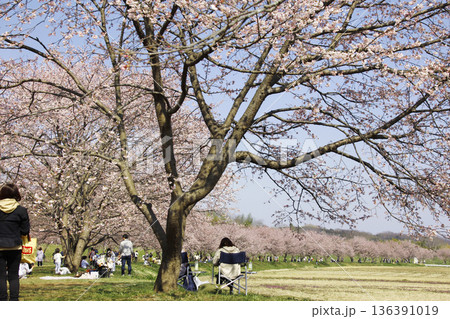 満開の桜並木は何処までも続く。春のひと時を楽しく過ごす 136391019