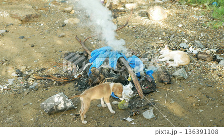 Cute puppy aspin asong pinoy dogs Philippines Filipino dump open burning of an illegal rabies garbage Philippines Cebu askal dog Canis lupus familiaris dumping solid beach waste toxic chemical 136391108