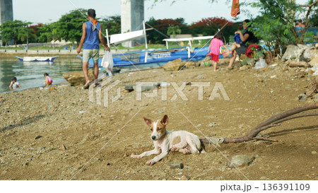 Filipino cute dog or puppies animals Canus lupus rabies familiaris aspin asong pinoy Philippines small stray homeless domestic resting sitting observing on beach pebbles or stones. Kids enjoying 136391109