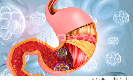 Anatomy of the Stomach Anatomy of the Stomach 136391195