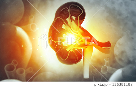 Human kidney anatomy on medical background 136391198