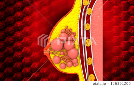 Breast cross section anatomy 136391200