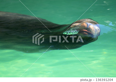 水の中で鼻ちょうちんを作ったアシカ 水の中で鼻ちょうちんを作ったアシカ 136391204
