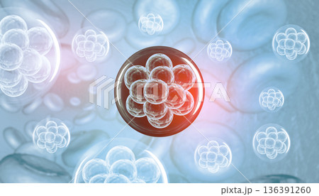 Human cells division 136391260