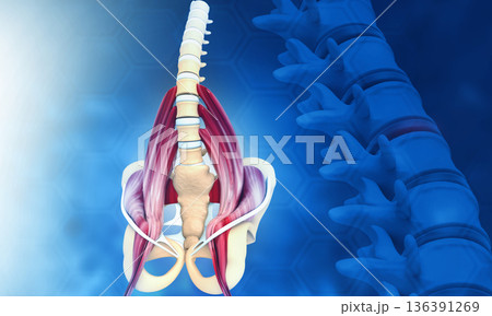 3d illustration of hip skeleton with spine 3d illustration of hip skeleton with spine 136391269