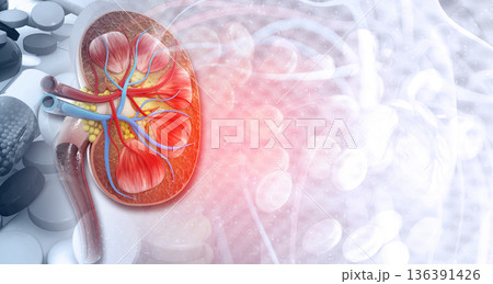 Human kidney with medicines 136391426