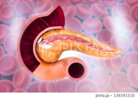 Cross Section Of Pancreas on bloodcells background 136391510