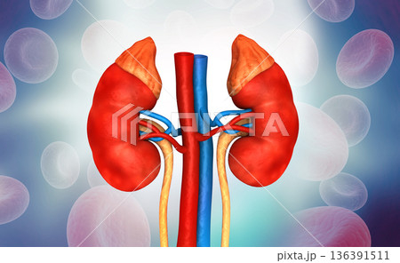 Human kidney anatomy on medical background 136391511