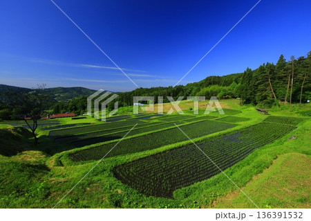 山古志の棚田棚池 136391532