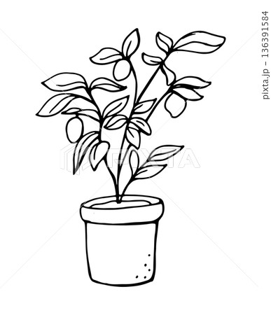 Hand drawn lemon tree in pot with ripe fruits minimal line art illustration 136391584