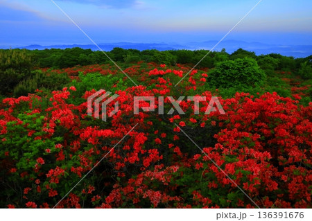 室根山から望む、つつじ 136391676