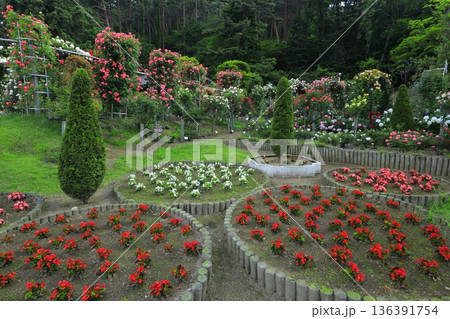 バラが咲き乱れる花巻温泉のバラ園 136391754