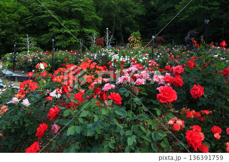 バラが咲き乱れる花巻温泉のバラ園 136391759