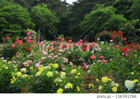 バラが咲き乱れる花巻温泉のバラ園 バラが咲き乱れる花巻温泉のバラ園 136391766