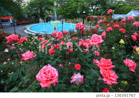 バラが咲き乱れる花巻温泉のバラ園 バラが咲き乱れる花巻温泉のバラ園 136391767
