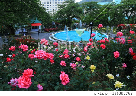 バラが咲き乱れる花巻温泉のバラ園 バラが咲き乱れる花巻温泉のバラ園 136391768