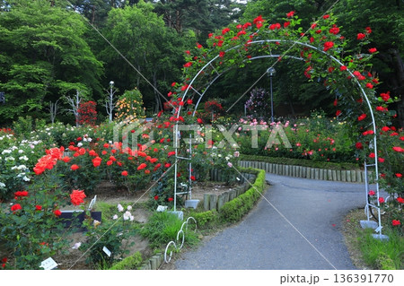 バラが咲き乱れる花巻温泉のバラ園 バラが咲き乱れる花巻温泉のバラ園 136391770