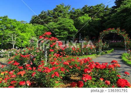 バラが咲き乱れる花巻温泉のバラ園 バラが咲き乱れる花巻温泉のバラ園 136391791