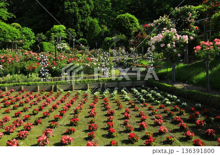 バラが咲き乱れる花巻温泉のバラ園 バラが咲き乱れる花巻温泉のバラ園 136391800