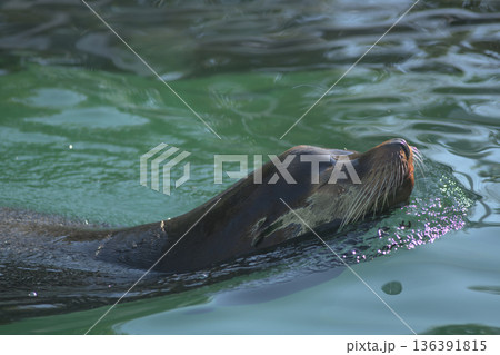水と一体化したように泳ぐアシカ 水と一体化したように泳ぐアシカ 136391815