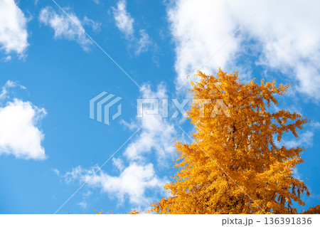 Yellow color of Ginkgo tree with the clear blue sky background Yellow color of Ginkgo tree with the clear blue sky background 136391836