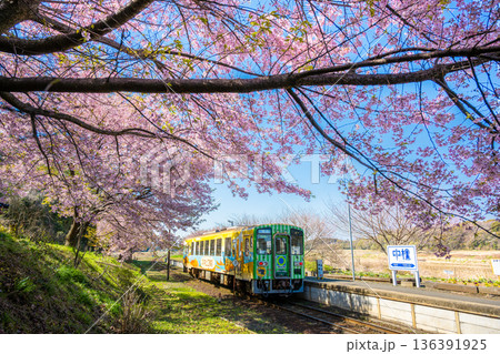 ひたちなか海浜鉄道湊線 中根駅に停車するラッピング車両と満開の桜 ひたちなか海浜鉄道湊線 中根駅に停車するラッピング車両と満開の桜 136391925