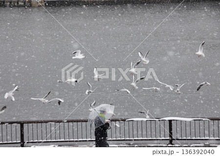 雪の降る日にカモメにエサをやる人 136392040