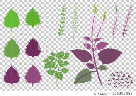 青紫蘇と赤紫蘇に穂紫蘇や芽紫蘇を加えたシソのイラストバリエーションセット 青紫蘇と赤紫蘇に穂紫蘇や芽紫蘇を加えたシソのイラストバリエーションセット 136392058