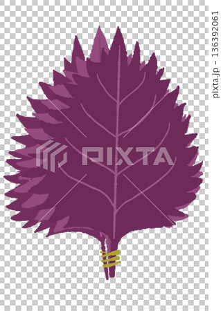 Illustration of a single leaf of vibrant red shiso, used to make umeboshi and shiso juice 136392061