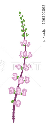 和食の飾りや刺身のつまに添えられる赤紫蘇の穂（赤穂・穂紫蘇）のイラスト 136392062