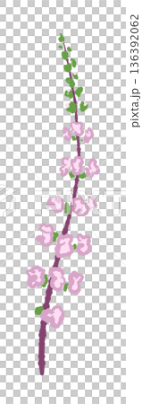 和食の飾りや刺身のつまに添えられる赤紫蘇の穂（赤穂・穂紫蘇）のイラスト 136392062