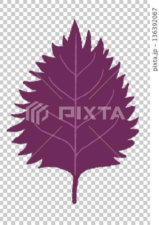 圖示為鮮豔的紫色紫蘇葉，可用於製作醃梅子和果汁。 136392067