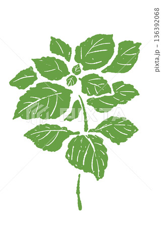家庭菜園や農業の収穫イメージに適した複数の葉が付いた青紫蘇の株イラスト 136392068