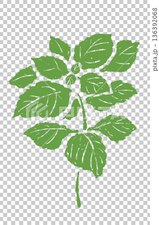 適合家庭園藝和農業收割的綠色紫蘇植物插圖，葉片繁多。 136392068