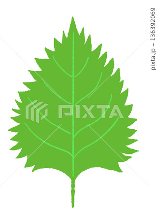 鮮度抜群の青紫蘇（大葉）のイラスト 和食やサラダのアクセントに 136392069