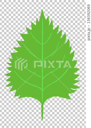 極其新鮮的翠綠色紫蘇（紫蘇葉）插圖——非常適合為日式料理和沙拉增添亮點。 136392069
