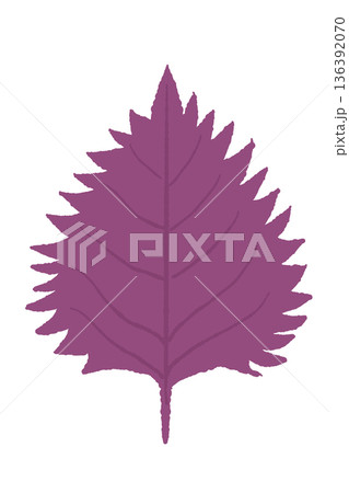 深い紫色の赤紫蘇の葉のイラスト 漢方や健康茶のイメージ素材 136392070