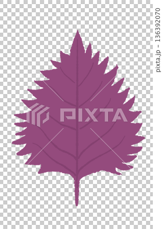 深紫紅色紫蘇葉插圖。可用於草藥和保健茶的圖片素材。 136392070
