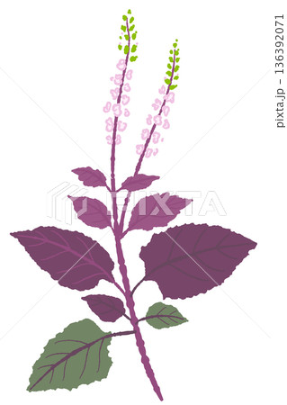漢方原料や栽培イメージに適した花と葉が付いた赤紫蘇の株と枝のイラスト 136392071