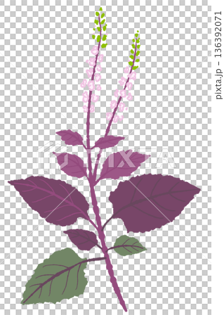 紅紫蘇樹樁、枝條、花葉插圖，適合藥用及栽培用途。 136392071