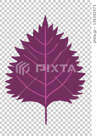 手繪風格的紅色紫蘇葉插畫素材 136392073